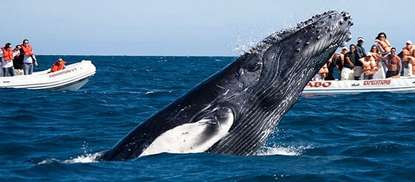 avistamiento de ballenas en ensenada