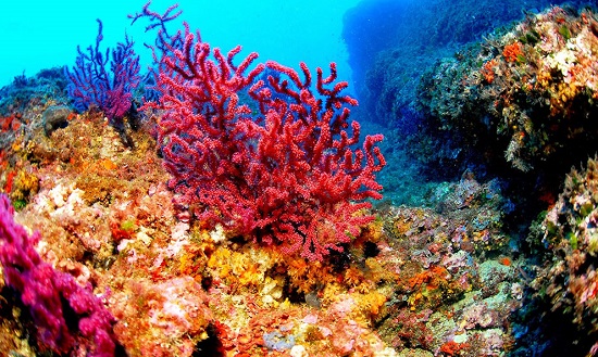 la isla el coral. nayarit, mxico