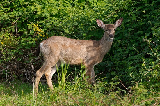 fauna mrida, yucatn