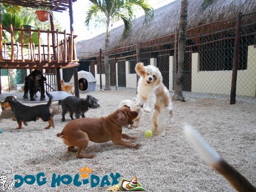 dog-holiday