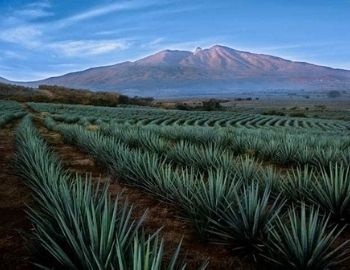 paisajes agaveros en tequila