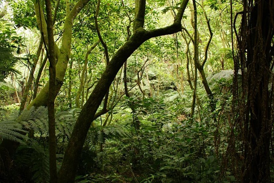 bosque de cuetzalan