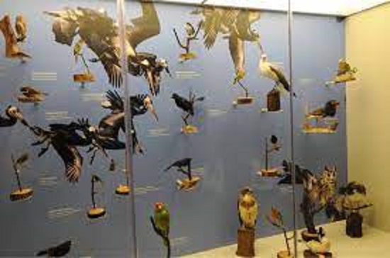 museo de la aves de mxico