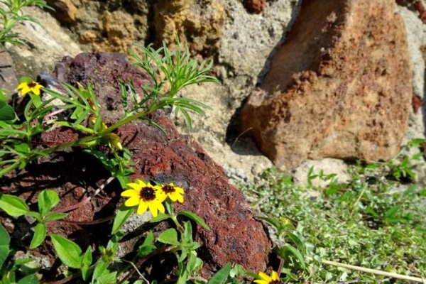 flora de teotihuacn