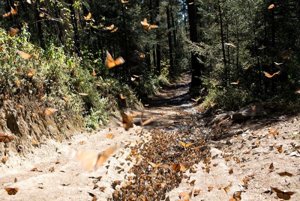 santuario de la mariposa monarca, sierra chincua