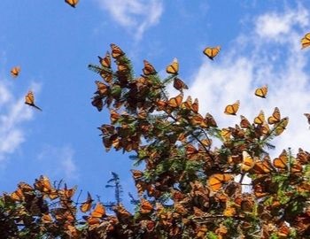 santuario de la mariposa monarca