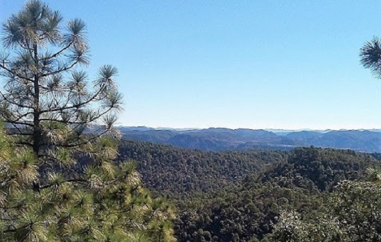 bosques de chihuahua