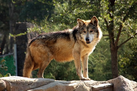 lobo mexicano