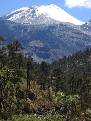 bosques de coscomatepec