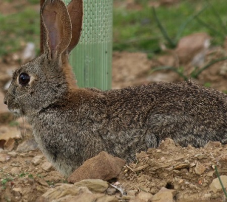 fauna en san luis potos