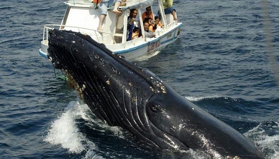 ballenas en las playas de guayabitos. nayarit, mxico.