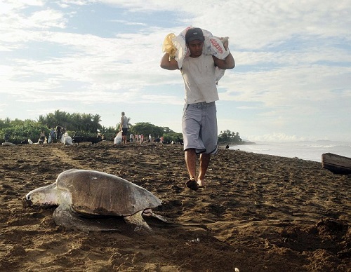 matanza de tortugas