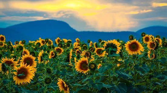 campo de los girasoles, un escenario de fotografía