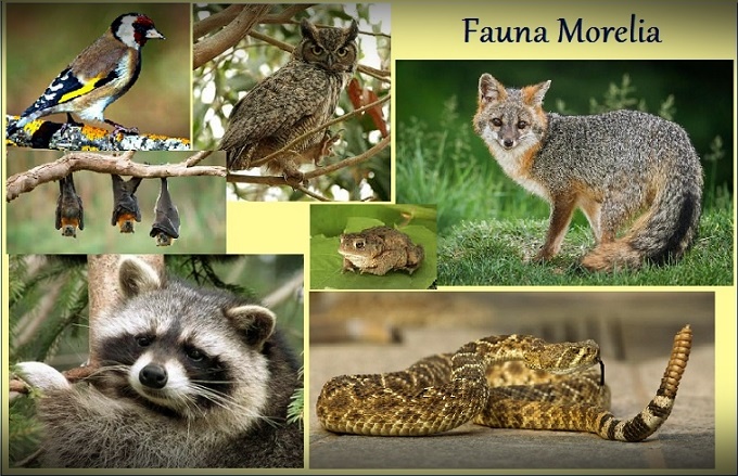 fauna de morelia