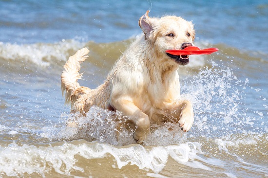 playas amigables con las mascotas