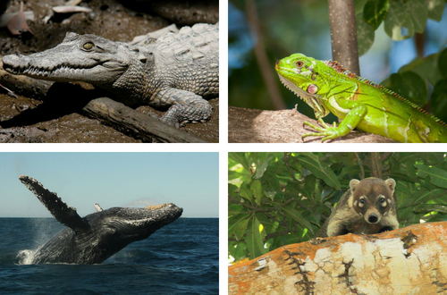 fauna de puerto vallarta