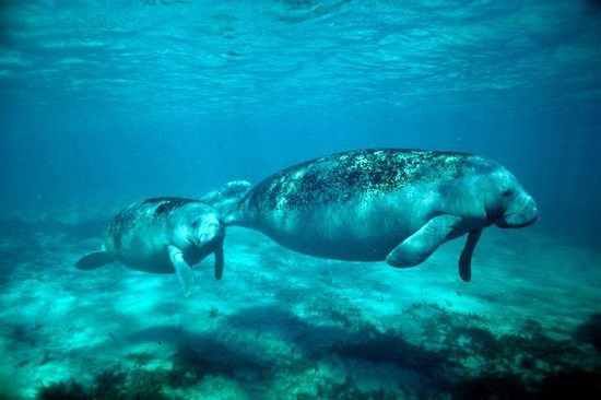 fauna de la reserva de la biosfera de sian kaan