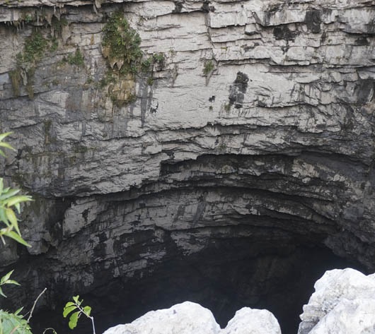 flora y fauna que encontrars en el stano de las golondrinas