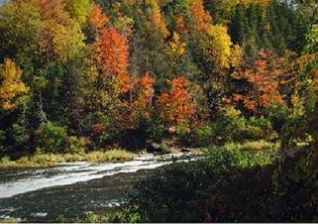 bosque de maple