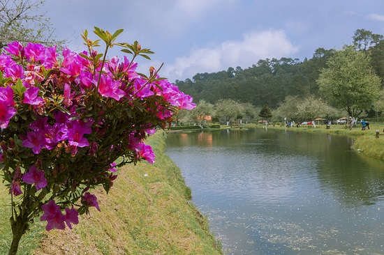 flora de huauchinango